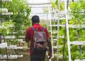 A man with a backpack in a lush greenhouse practicing vertical gardening.