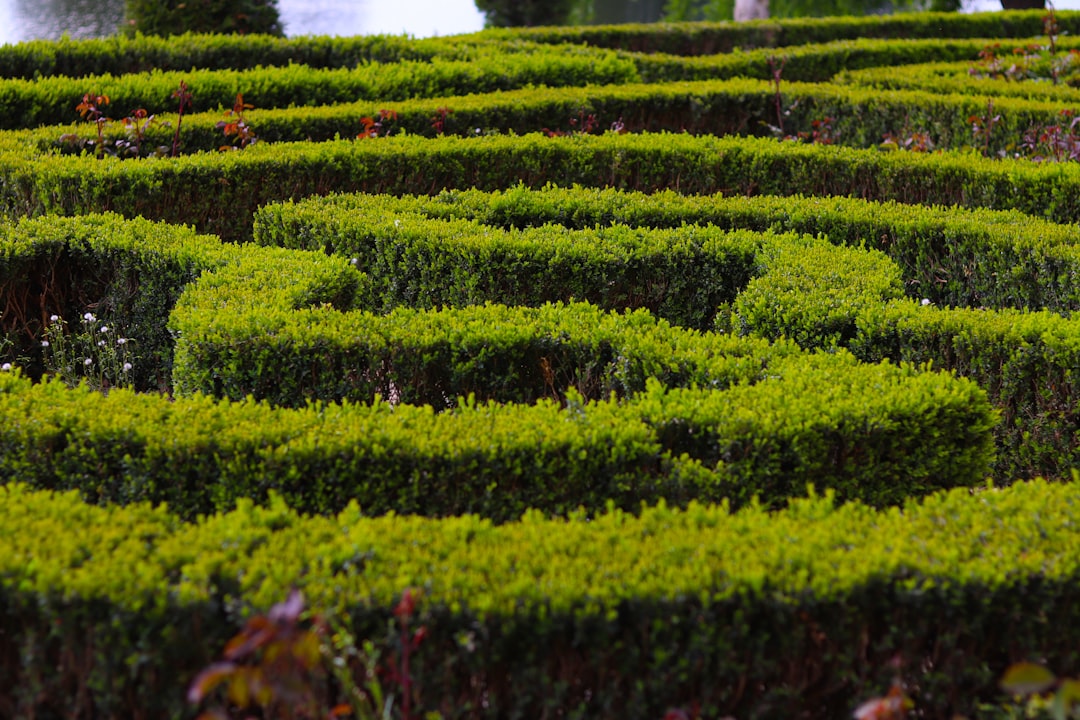 Navigating the Ivy League Application Maze: A Student's Toolkit