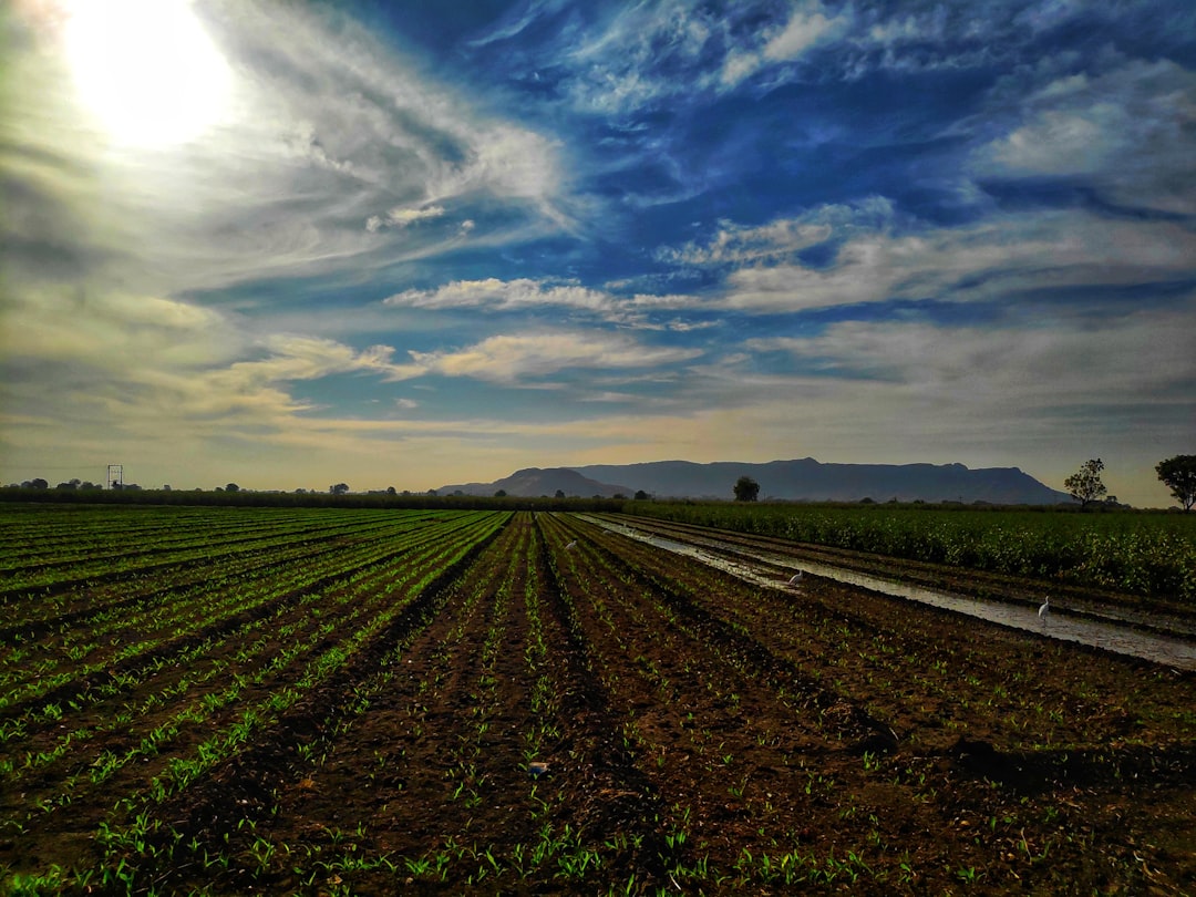 Revolutionizing Agriculture: Syngenta's Cutting-Edge AI Innovations