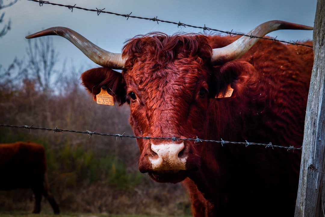 Navigating the Future of Animal Health: Texas Approves New Budget and CWD Rules