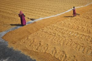 Crafting Versatile Expertise in a Specialized World