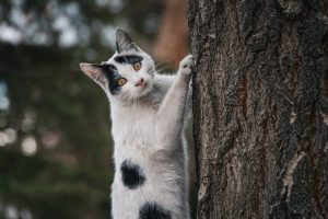 Why Curiosity is the New IQ in Hiring