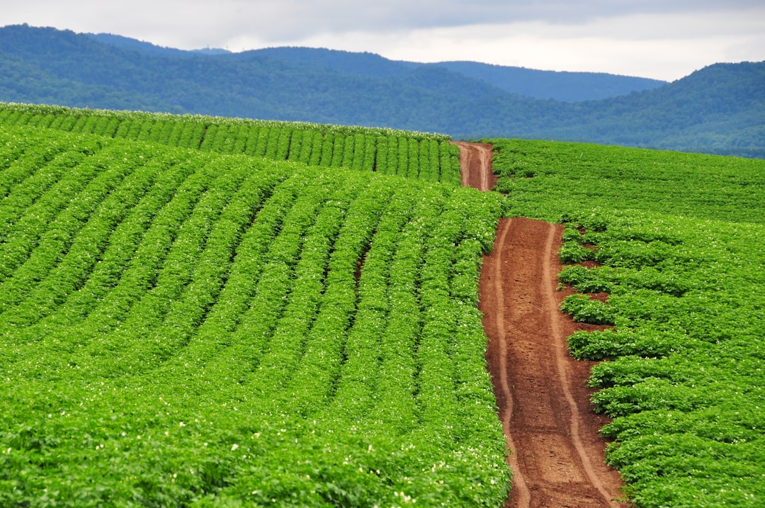 Harnessing AI for Agricultural E-Commerce