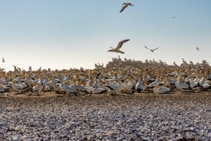 Navigating the Challenges of Ocean Acidification