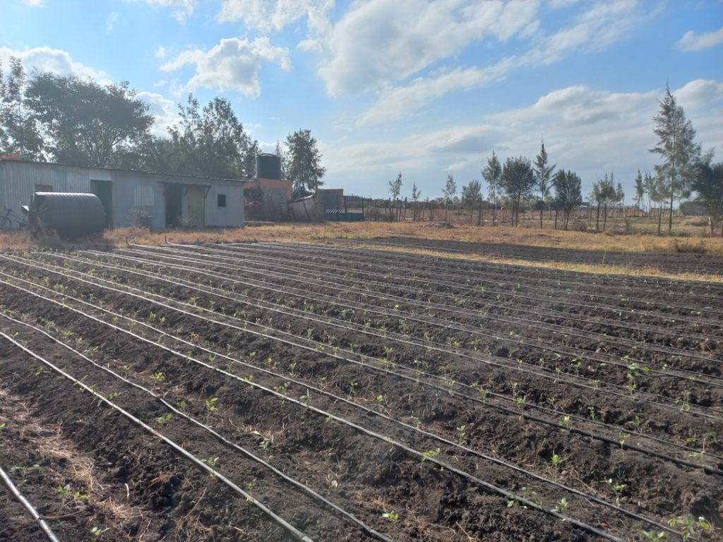 Agritech and Green Jobs: Kenya’s Path to Future Employment