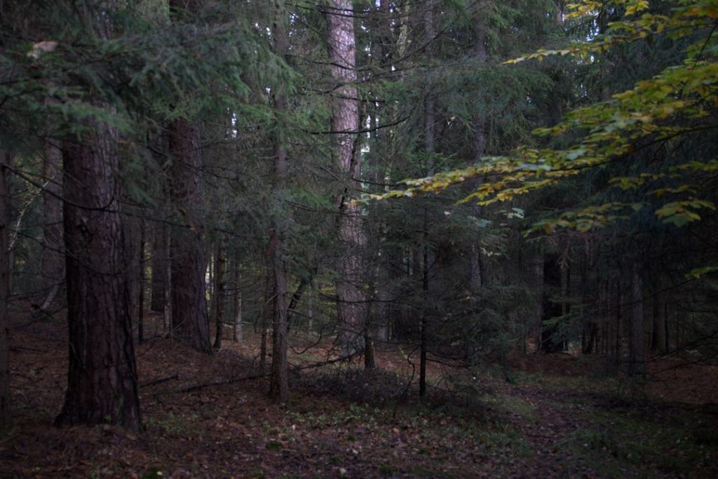 AI’s Transformative Role in Forestry Careers