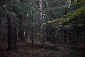 AI’s Transformative Role in Forestry Careers