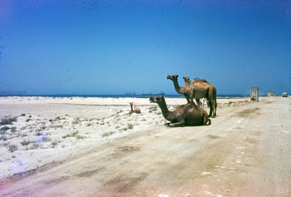 Somaliland’s E-Visa Policy: Implications for Citizens and Study Abroad