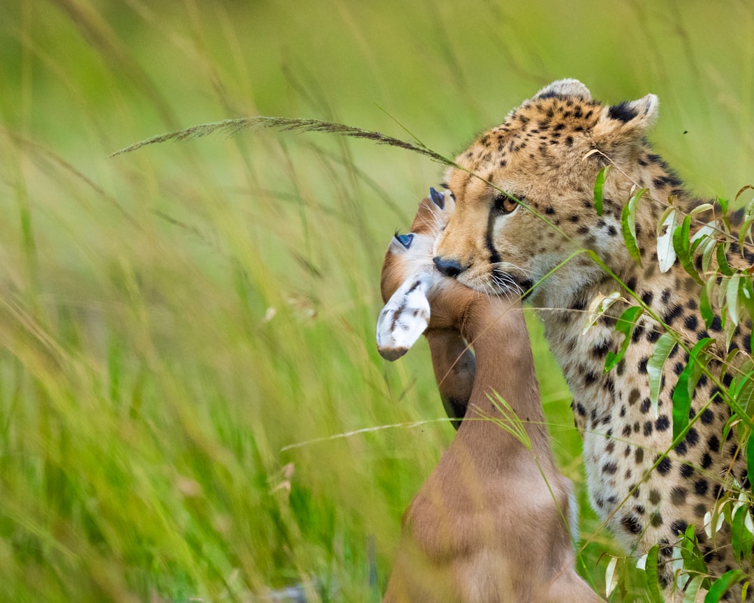 Harnessing AI for Wildlife Conservation Careers