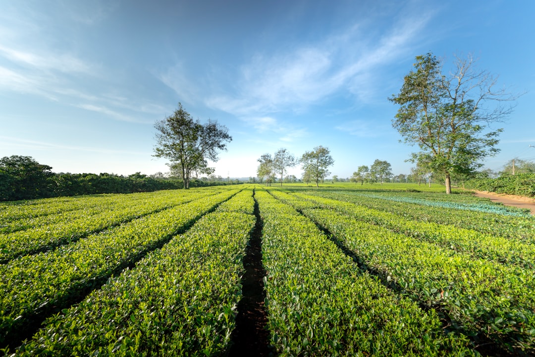 Harnessing AI for a Sustainable Agricultural Future