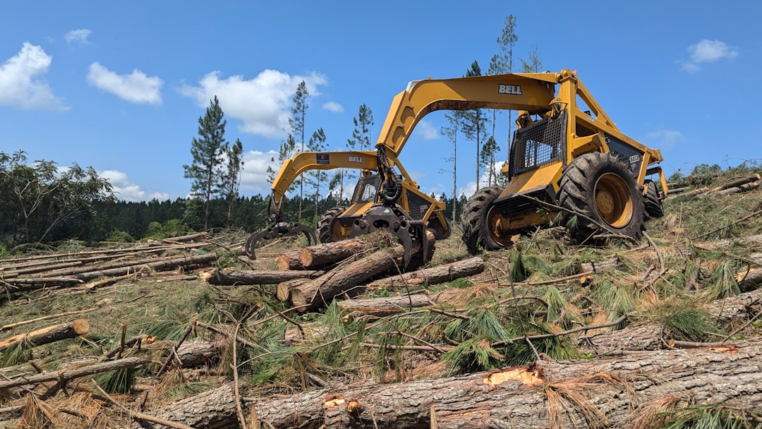 Burlington Developer Faces Charges for Tree Removal