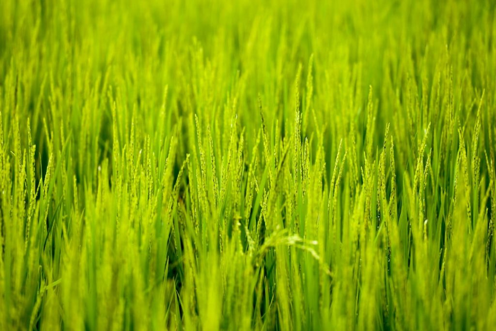 World Bank Highlights Agribusiness as Key to Job Recovery