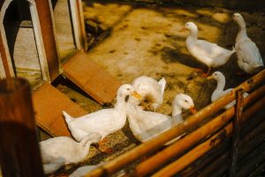 Ukraine’s Poultry Exports Surge Amid New EU Trade Deal