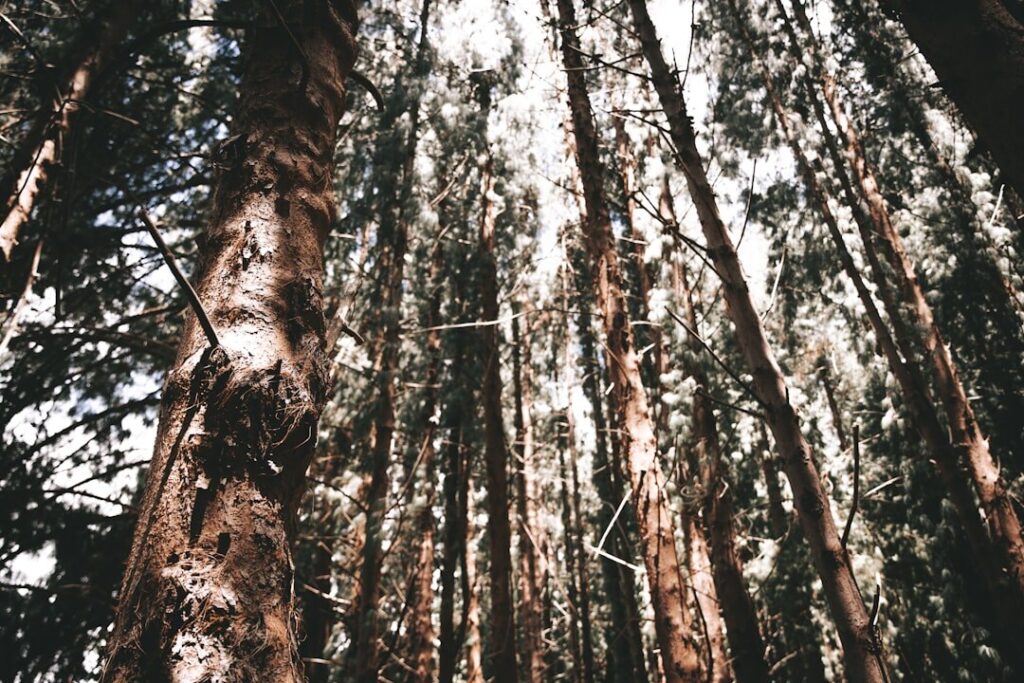 The Quiet Revolution: Embracing Stillness in a Noisy World