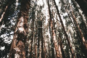 The Quiet Revolution: Embracing Stillness in a Noisy World