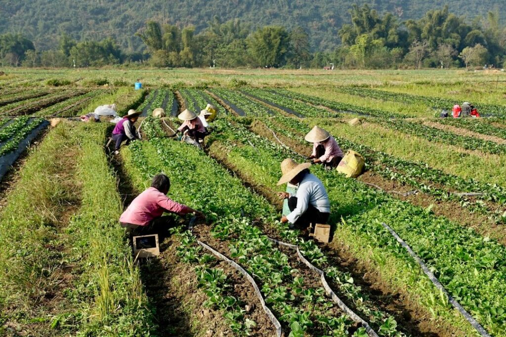 Addressing the Mental Health Crisis in UK Farming