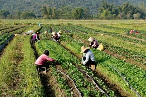 Addressing the Mental Health Crisis in UK Farming