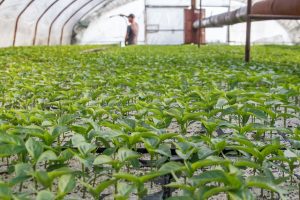 Leading with Purpose: Integrating ESG in Organizations