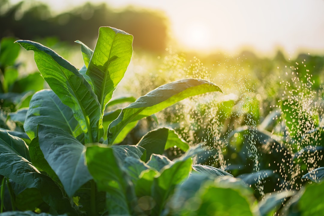 The Global Future of Renewable Agriculture: Transforming Food Systems