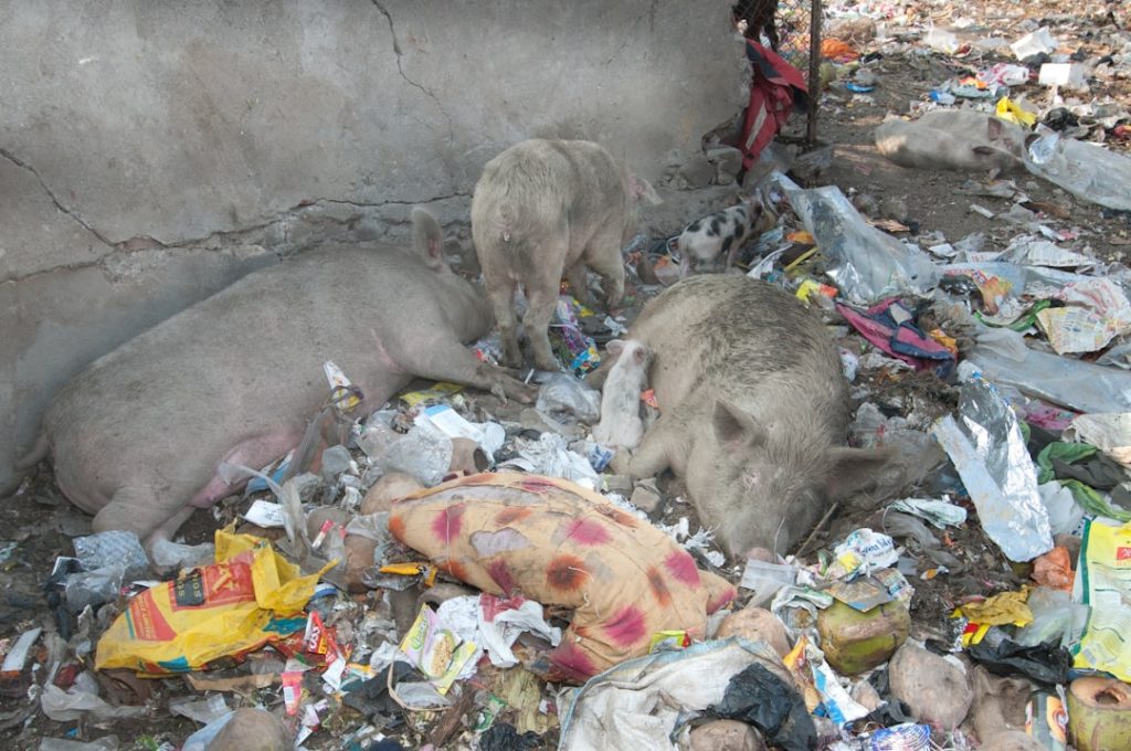 India's Sustainable Waste Management Revolution