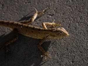 Beyond Billions: The Heart of India’s Startup Revolution