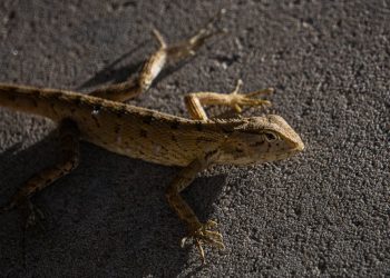 Beyond Billions: The Heart of India’s Startup Revolution