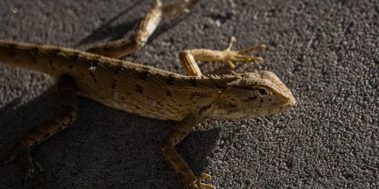 Beyond Billions: The Heart of India’s Startup Revolution