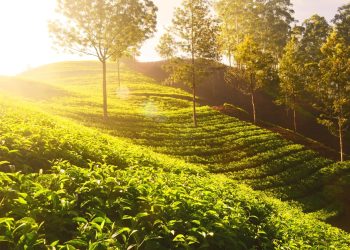 Trade pacts boost Kerala’s MSMEs