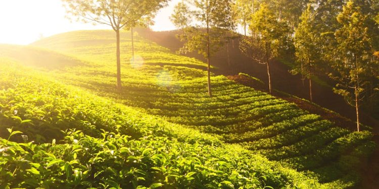 Trade pacts boost Kerala’s MSMEs