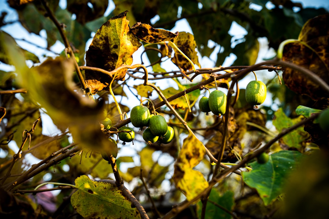 New Zealand Opens New Doors for Travelers with Seasonal Work Visas Offering Opportunities to Live, Work, and Explore the Country for Extended Stays