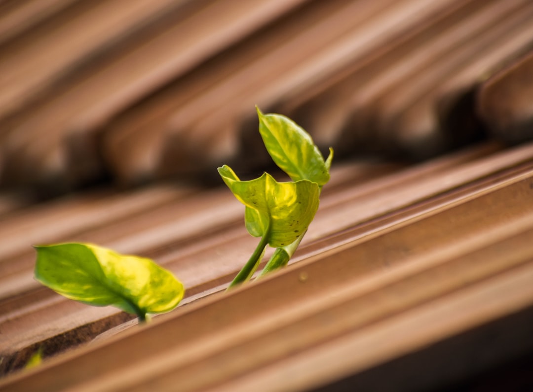 The Resilience Dividend: How Adaptability Boosts Organizational Performance