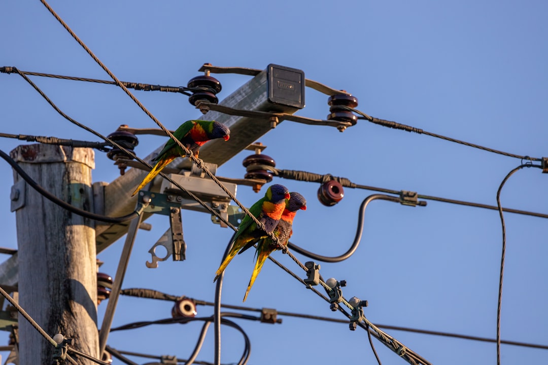 Why the Electrical Grid Needs More Software Solutions