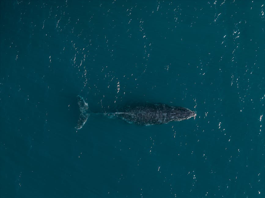 How 2025 Migration Policies Are Redefining Global Talent Flow