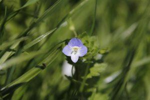 Indian Consumer Firms Anticipate Margin Growth Amid Softening Input Costs