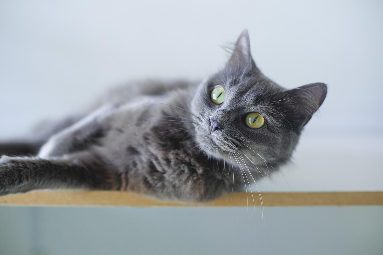 CAT Result 2025: Essential Steps for Downloading Your Scorecard