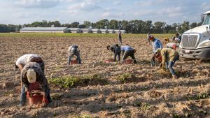 Agriculture Department Faces Major Workforce Cuts