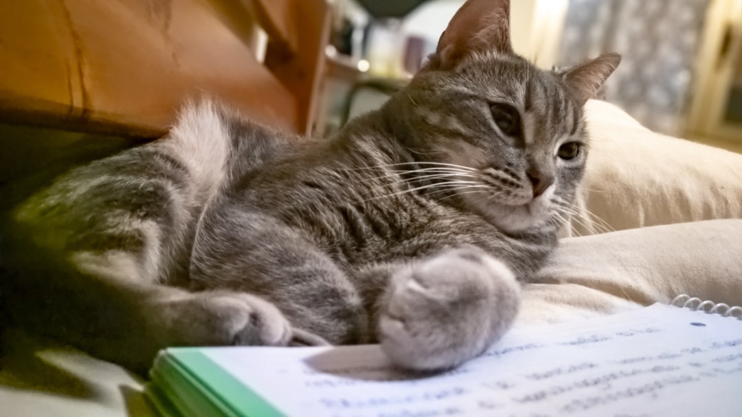 CAT 2025 Results Released: What's Next for Students?