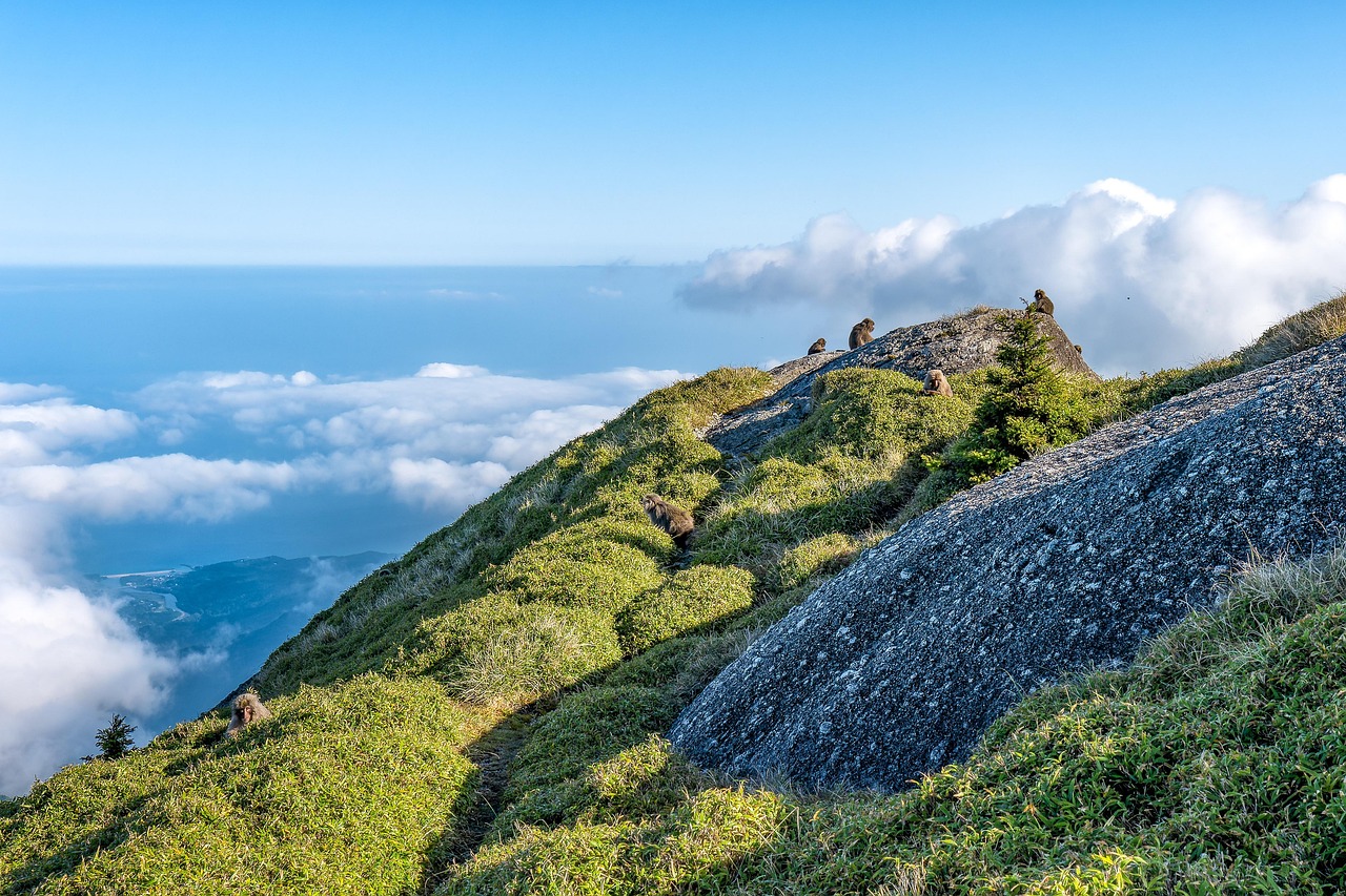 Strengthening M&A Capabilities: A Guide for Professionals
