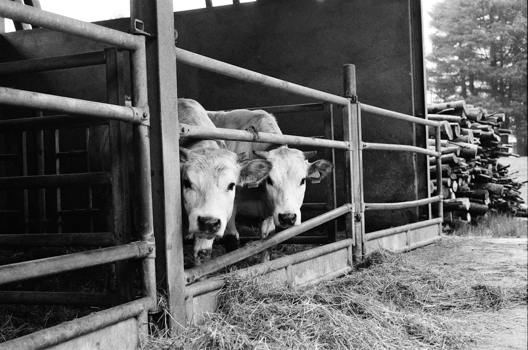 Tyson Foods Faces 0 Million Loss as Cattle Prices Soar