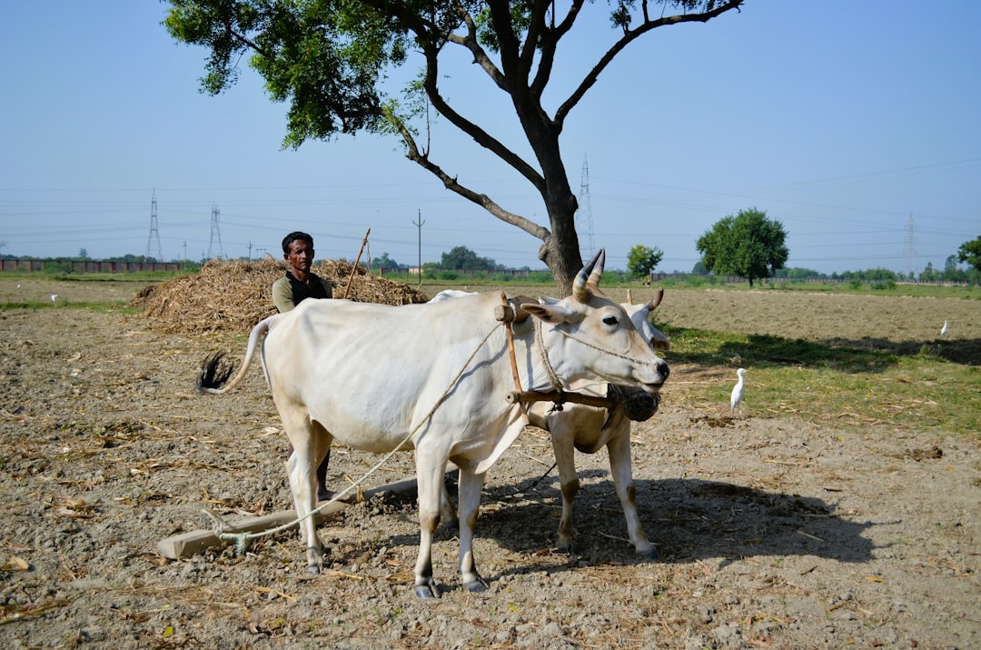 India’s Push for Rare Earths and Data Centres Amid Global Tensions