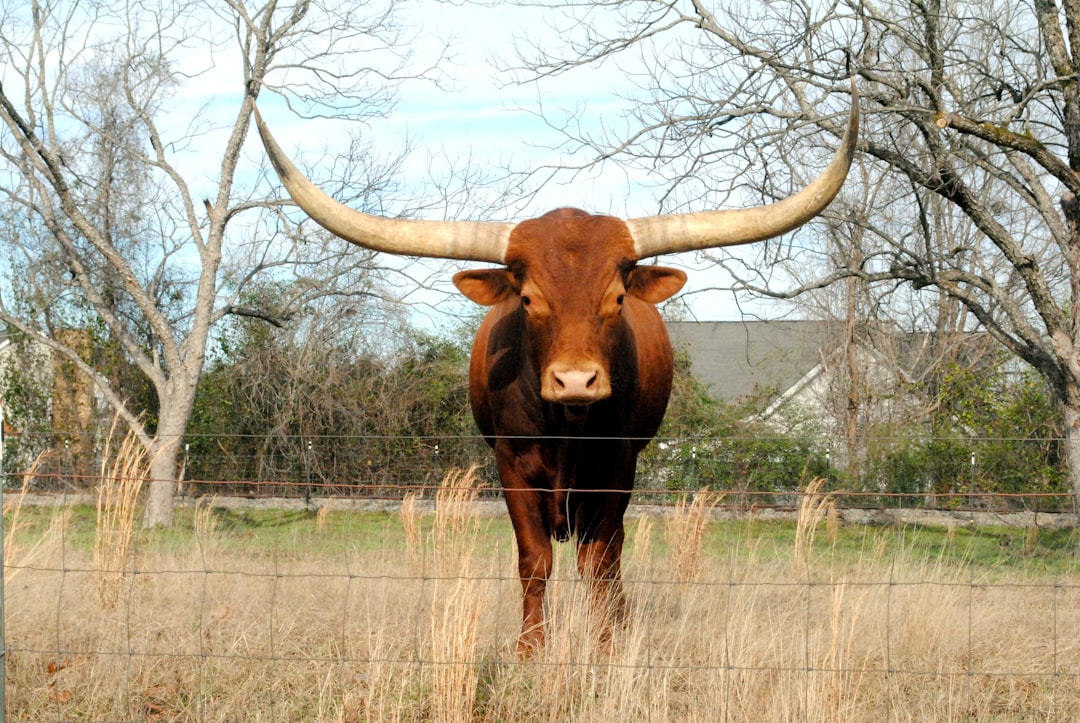 Texas Judge Blocks Law Against L.G.B.T.Q. Clubs in Schools