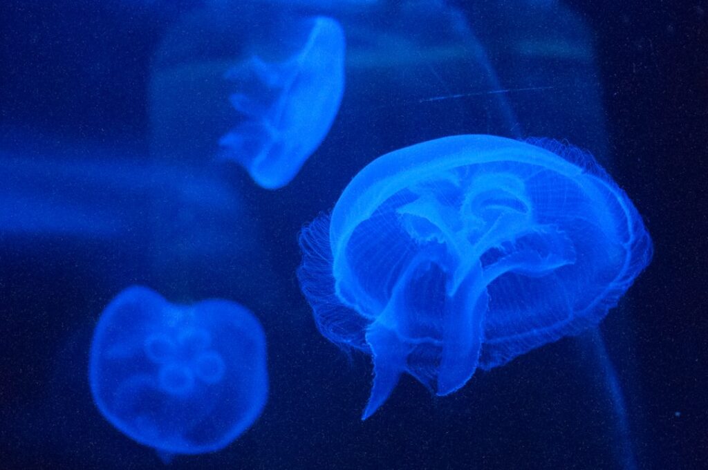 Multilingualism as a Career Engine: How Brain Plasticity Reshapes Economic Mobility