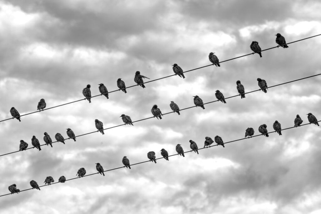 Autonomy‑Driven Management: A Structural Engine for Talent Resilience and Institutional Agility