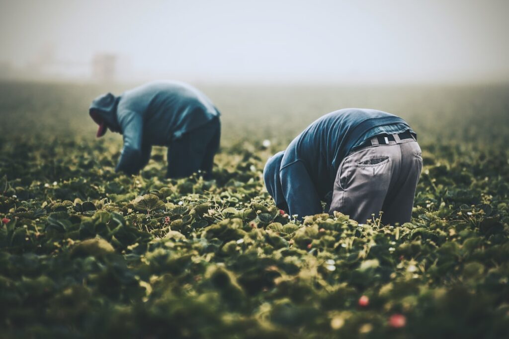 Climate Migration Reshapes U.S. Labor: Structural Shifts Toward Polarized Employment