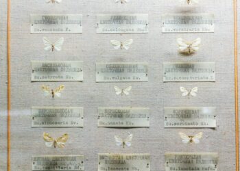 EU’s AI Liability Blueprint Redefines Corporate Risk and Career Capital