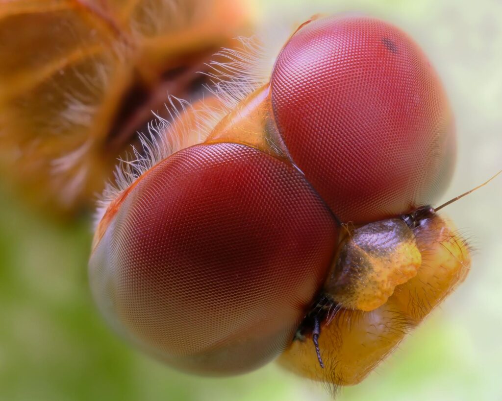 Micro‑Specialization as the New Engine of Career Capital