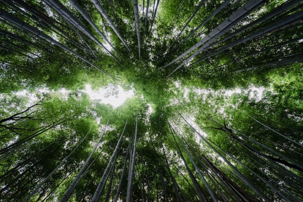 Nature‑Infused Workflows: A Structural Path from Burnout to Career Capital