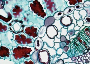 Synthetic Biology Reshapes Biomanufacturing: Institutional Leverage, Career Capital, and the New Economic Engine