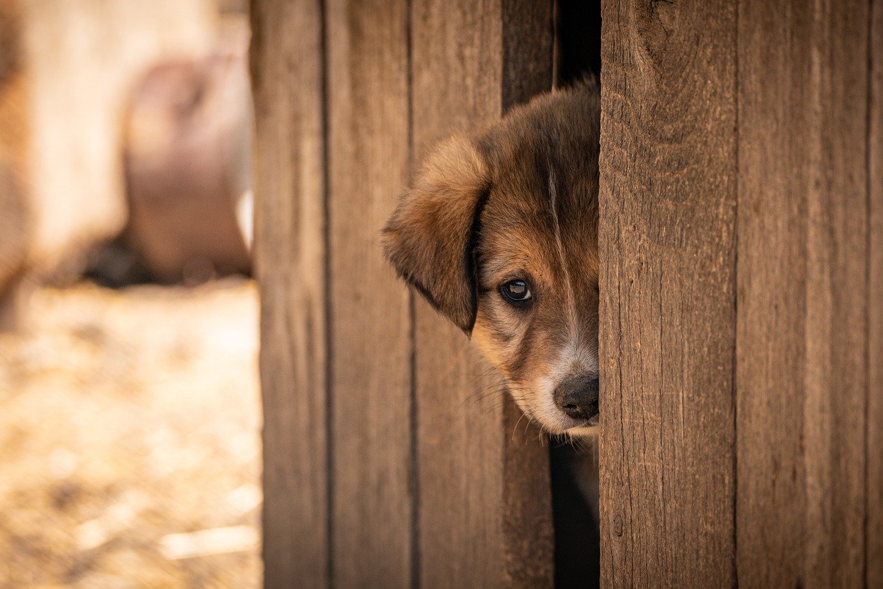 Understanding the Human Side of AI Adoption