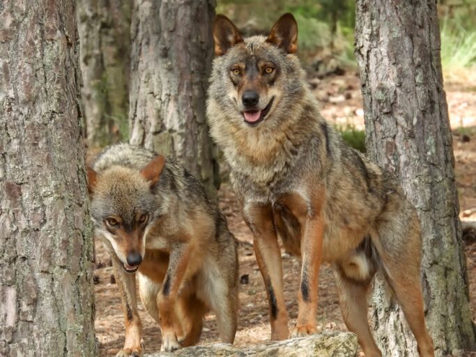Colossal Biosciences said it cloned red wolves. Is it for real?